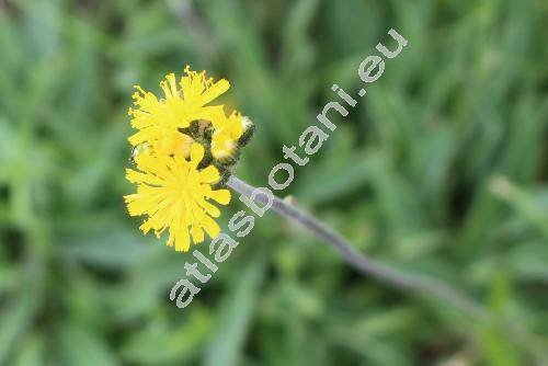 Hieracium lactucella Wallr. (Hieracium auricula auct., Pilosella lactucella, Hieracium lactucella agg.)