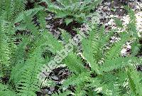 Dryopteris affinis (Dryopteris pseudomas (Woll.) Holub et Pouzar, Dryopteris borreri (Newm.) Newm., Lastrea pseudomas Woll.)