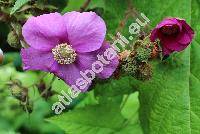 Rubus odoratus L.