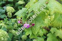 Rubus odoratus L.