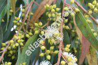 Eucalyptus citriodora (Corymbia citriodora)