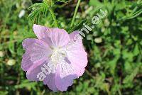 Malva alcea L. (Bismalva alcea (L.) Med., Alcea palmata Gilib.)