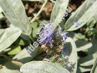 Pseudolysimachion incanum (L.) Holub (Veronica incana L., Veronica pallens Host, Veronica bellidifolia Juz., Veronica spicata subsp. incana (L.) Walt.)