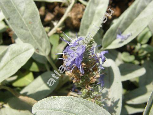 Pseudolysimachion incanum (L.) Holub (Veronica incana L., Veronica pallens Host, Veronica bellidifolia Juz., Veronica spicata subsp. incana (L.) Walt.)