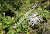 Dianthus superbus L. (Dianthus revolutus Tausch, Plumaria superba (L.) Opiz)