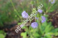 Succisa pratensis Moench (Scabiosa succisa L.)