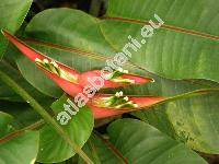 Heliconia latispatha Benth. (Bihai latispatha (Benth.) Griggs)