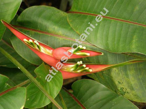 Heliconia latispatha Benth. (Bihai latispatha (Benth.) Griggs)