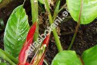 Heliconia latispatha Benth. (Bihai latispatha (Benth.) Griggs)