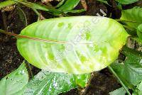 Heliconia latispatha Benth. (Bihai latispatha (Benth.) Griggs)