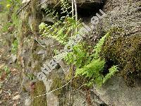 Dryopteris cristata (L.) Gray (Polypodium cristatum L., Nephrodium cristatum (L.) Michx.)