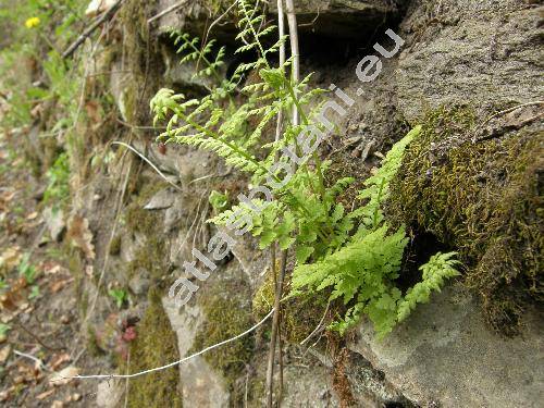 Dryopteris cristata (L.) Gray (Polypodium cristatum L., Nephrodium cristatum (L.) Michx.)