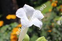 Nicotiana sylvestris Speg. et Com.