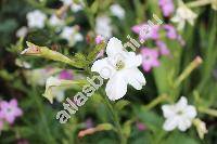 Nicotiana longiflora Cav. (Nicotiana acuta Griseb., Nicotiana acutiflora St.-Hill)