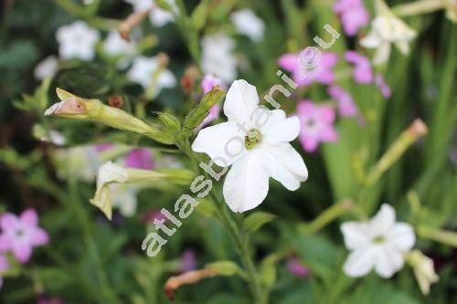 Nicotiana longiflora Cav. (Nicotiana acuta Griseb., Nicotiana acutiflora St.-Hill)
