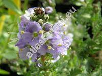 Veronica schmidtiana Regel (Pseudolysimachion schmidtianum  Yamaz.)