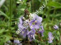 Veronica schmidtiana Regel (Pseudolysimachion schmidtianum  Yamaz.)