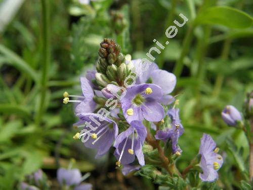 Veronica schmidtiana Regel (Pseudolysimachion schmidtianum  Yamaz.)