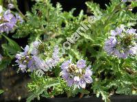 Veronica schmidtiana Regel (Pseudolysimachion schmidtianum  Yamaz.)