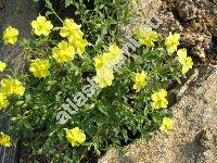 Helianthemum lunulatum (All.) DC. (Cistus lunulatus All.)