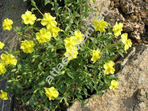 Helianthemum lunulatum (All.) DC. (Cistus lunulatus All.)