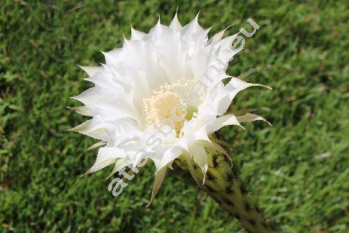 Echinopsis oxygona (Link) Zucc. ex Pfeiff. et Otto (Lobivia)