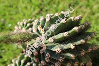 Echinopsis oxygona (Link) Zucc. ex Pfeiff. et Otto (Lobivia)