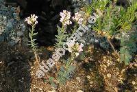 Aethionema saxatile (L.) Br. (Thlaspi saxatile L., Crucifera)