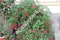 Fuchsia magellanica Lam. (Fuchsia riccartonii, Fuchsia riccartoniana, Fuchsia coccinea Soland.)