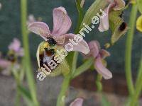 Ophrys tenthredinifera (Ophrys tenthredinifera Willd., Arachnites)