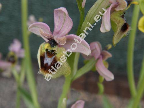 Ophrys tenthredinifera (Ophrys tenthredinifera Willd., Arachnites)