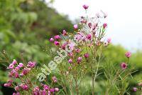 Chamelaucium uncinatum Schauer (Waxflower)