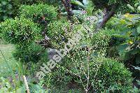 Chamelaucium uncinatum Schauer (Waxflower)