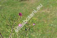 Chamelaucium uncinatum Schauer (Waxflower)