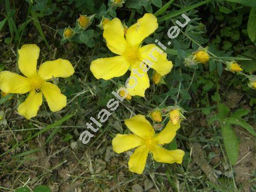 Hypericum olympicum 'Citrinum'