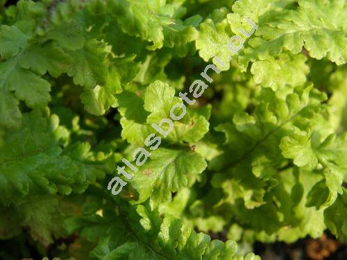 Dryopteris cristata 'Cristata' (Polypodium cristatum L., Nephrodium cristatum (L.) Michx.)