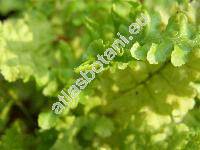 Dryopteris cristata 'Cristata' (Polypodium cristatum L., Nephrodium cristatum (L.) Michx.)