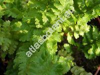 Dryopteris cristata 'Cristata' (Polypodium cristatum L., Nephrodium cristatum (L.) Michx.)