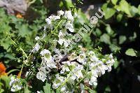 Angelonia salicariifolia Humb. et Bonpl.