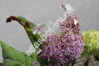 Hydrangea aspera 'Macrophylla'