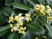 Pittosporum viridiflorum Sims