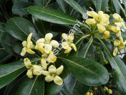 Pittosporum viridiflorum Sims