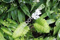 Primula sieboldii 'Snowflake' (Primula sieboldii Morr.)