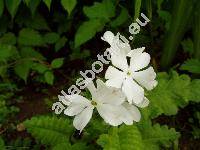 Primula sieboldii 'Snowflake' (Primula sieboldii Morr.)