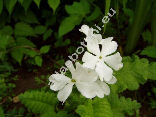 Primula sieboldii 'Snowflake' (Primula sieboldii Morr.)