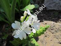 Primula sieboldii 'Snowflake' (Primula sieboldii Morr.)