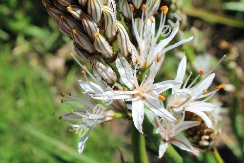 Asphodelus albus L.