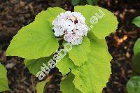 Clerodendrum chinense 'Glory Bower'