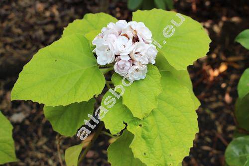 Clerodendrum chinense 'Glory Bower'