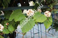 Clerodendrum chinense 'Glory Bower'